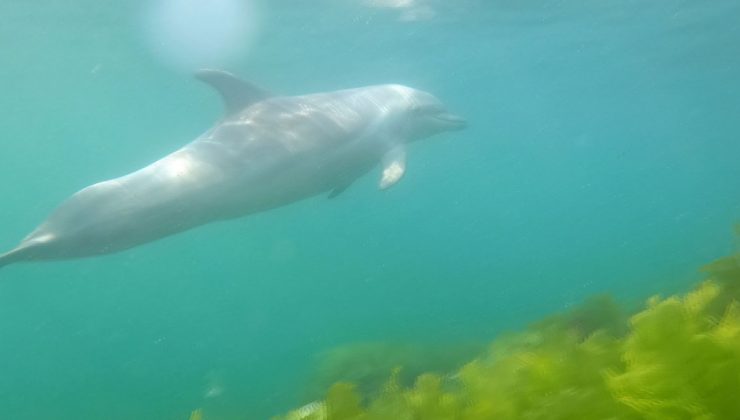 İstanbul’da dalgıca yunus balığı sürprizi