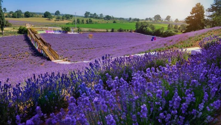 Muhteşem manzarasıyla görenleri mest ediyor