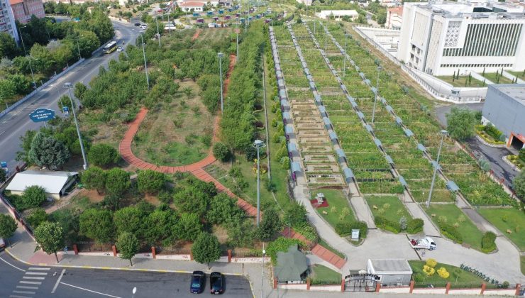 Şehrin ortasında organik tarım