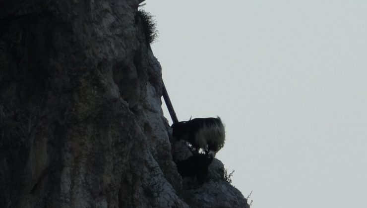 Şile Kalesi’nin yalnız sakinleri; keçiler