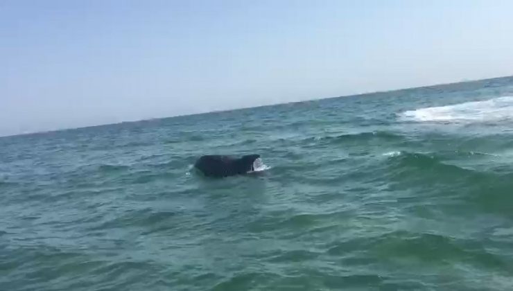 Şile’de yunusların gülümseten oyunu