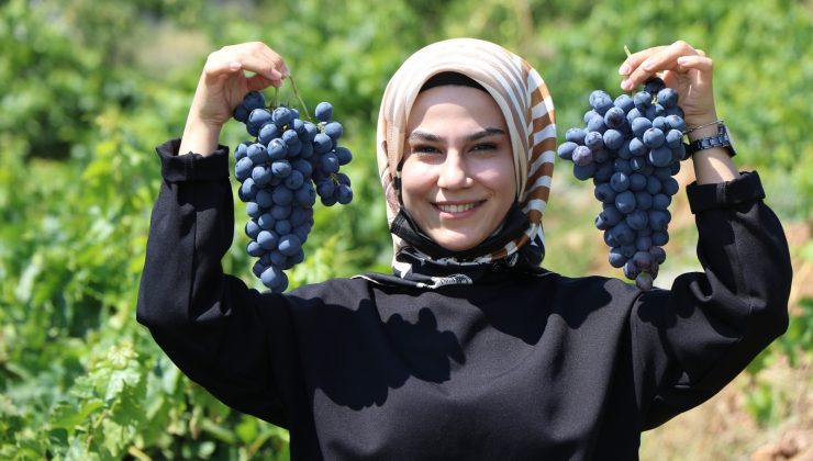 Tescilli Cimin üzümünde hasat zamanı