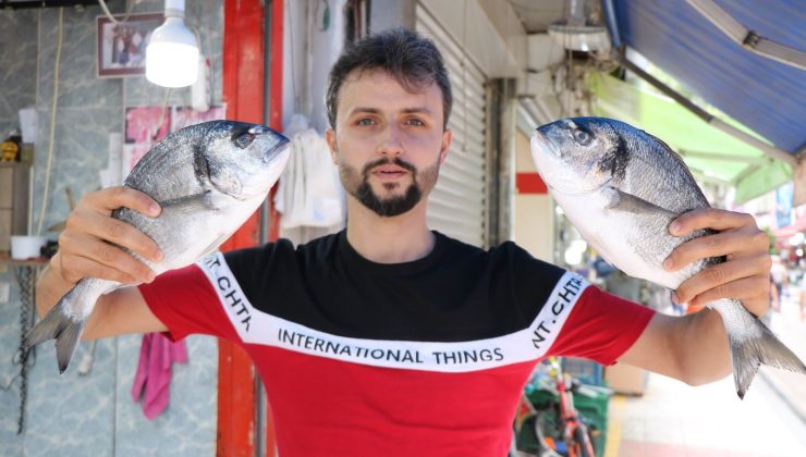 Palamut yüz göstermedi