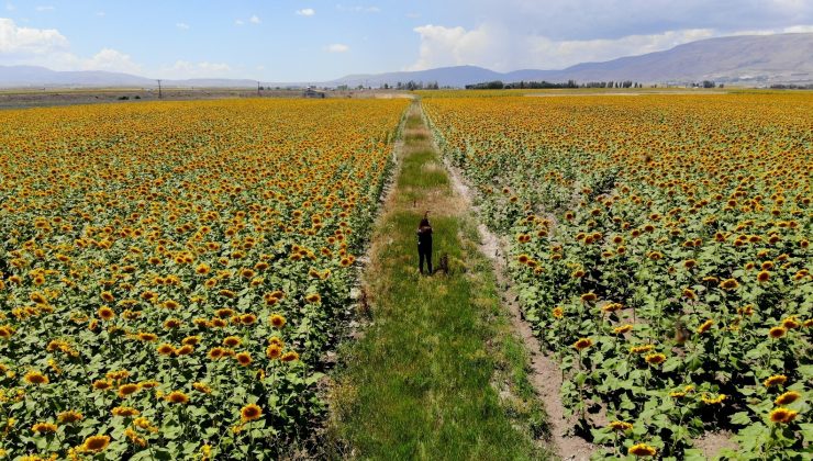 Patates tarlaları yerini ayçiçeği tarlalarına bıraktı