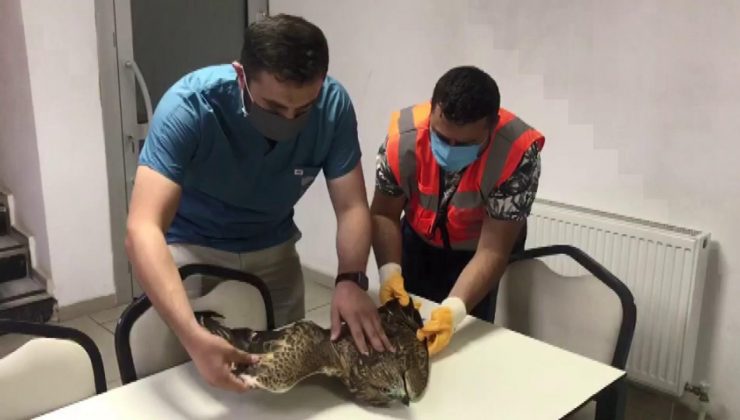 Pendik’te sokağa inen yaralı şahin tedavi edildi