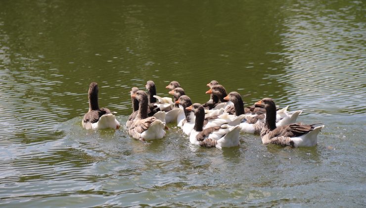 Porsuk Çayı’nda kazlardan görsel şölen
