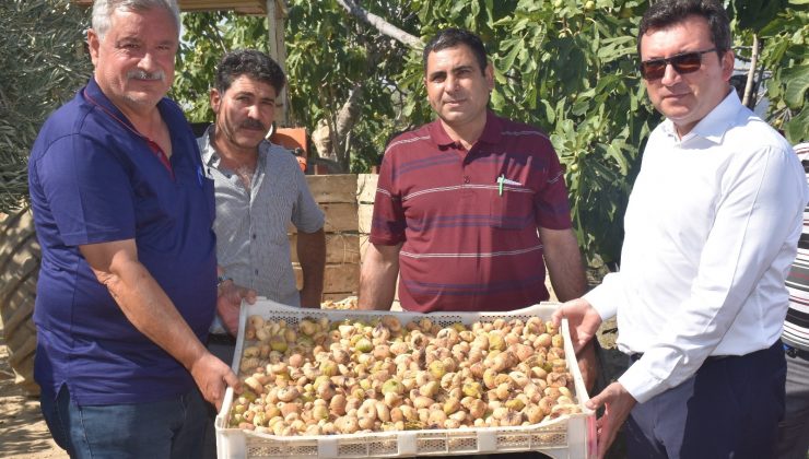 Protokol, köylülerle incir hasadına katıldı