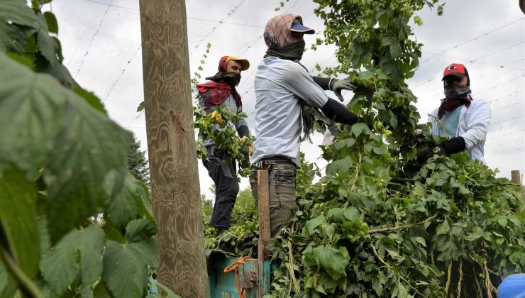 Sadece Bilecik’te yetişen şerbetçiotunun hasadı başladı