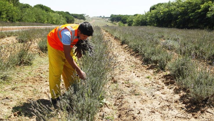 Sakarya’da yüzlerce çeşit bitkinin her gün hasadı yapılıyor