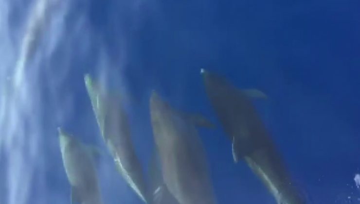 Samandağ açıklarında yunuslardan görsel şölen