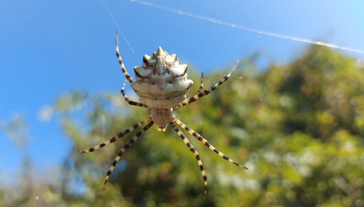 Samsun’da  “argiope lobata” örümceği görüntülendi