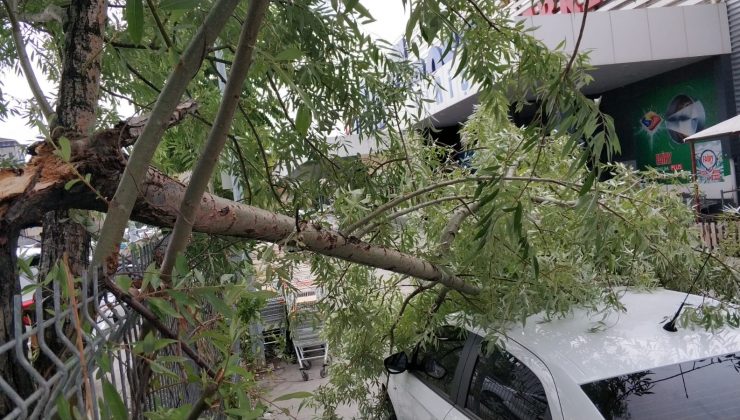 Samsun’da şiddetli fırtına ağaçları yıktı