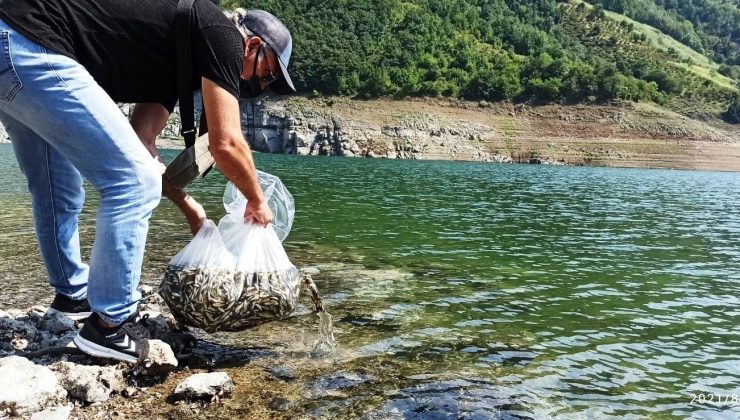 Samsun’da su kaynaklarına 1,6 milyon sazan yavrusu