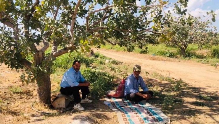 Şanlıurfa’da bekçilerin fıstık nöbeti başladı