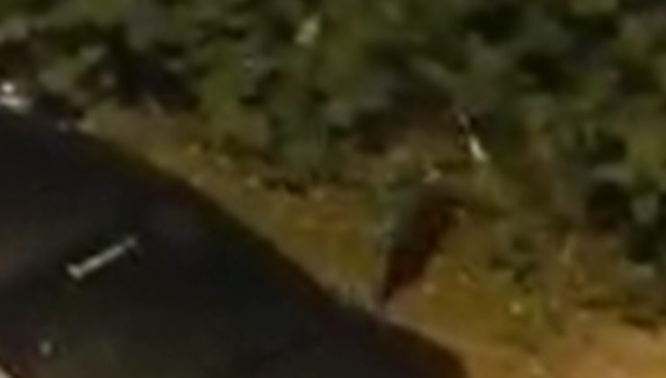 Sansar yolunu şaşırıp şehre indi