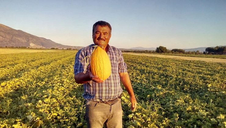 Ünlü Dodurga kavunu sofralarla buluştu