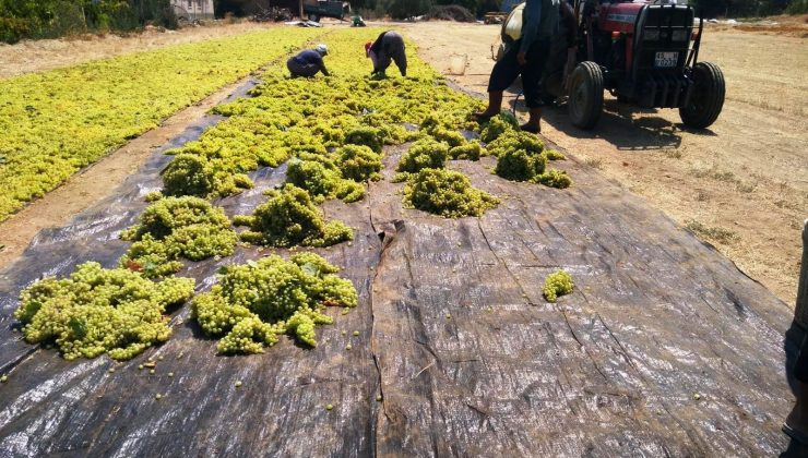 Sarıgöl Ziraat Odası Başkanı Ülgen’den üzüm alımları için TMO’ya çağrı
