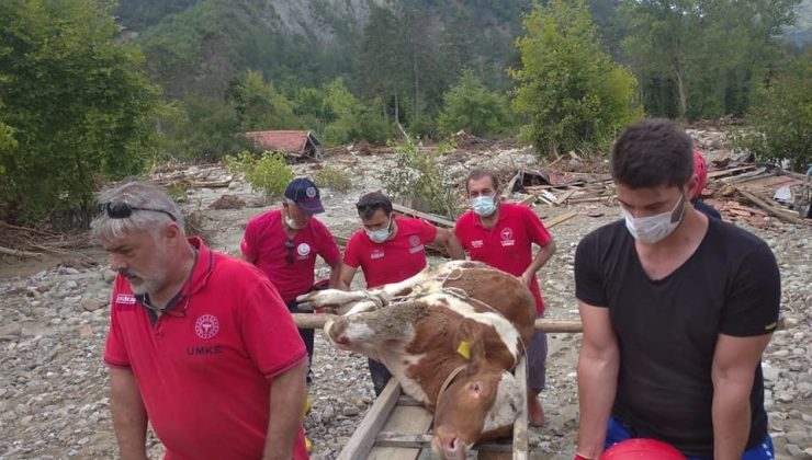Selde yaralanan buzağı Erzincan ve Bayburt UMKE ekipleri tarafından kurtarıldı