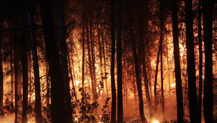 Seydikemer’de orman yangını çıkardığı iddiasıyla yakalanan zanlı tutuklandı