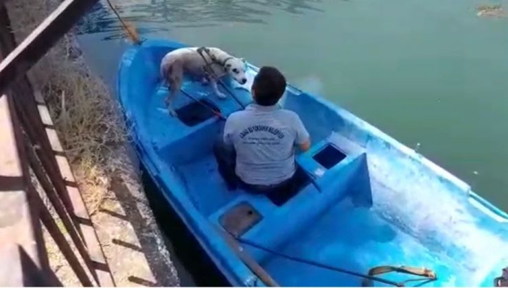 Seyhan nehrinde su giderine sıkışan köpeği büyükşehir ekipleri kurtardı