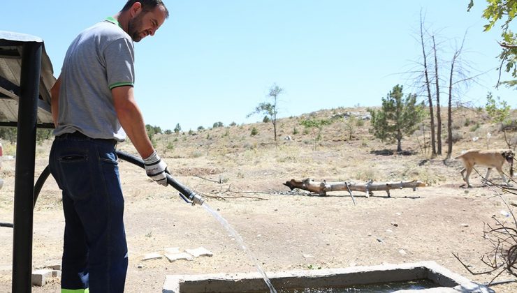 Sıcaklıklar arttı, Meram’da can dostlar unutulmadı