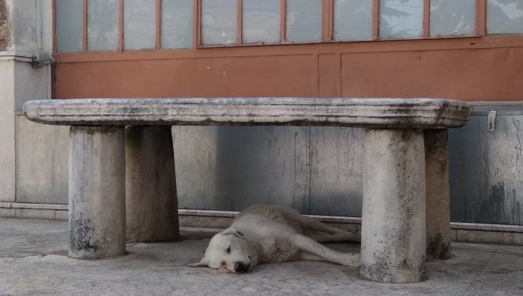 Sıcaktan bunalan köpek musalla taşının altına yattı