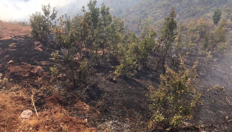 Siirt’teki orman yangını kontrol altına alındı