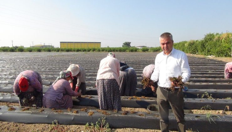 Silifke’de çilek fideleri toprakla buluşuyor