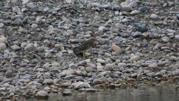 Şırnak’ta soyu azalan Bayağı Balaban kuşu görüntülendi