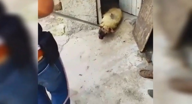 Siverek’teki görüntü hayvanseverleri ayağa kaldırdı