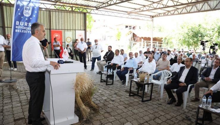 Siyez buğdayı ve çörek otunda hasat zamanı