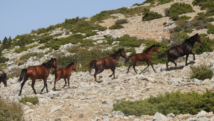 Su kaynakları yaban hayatı için de verimli kullanılacak