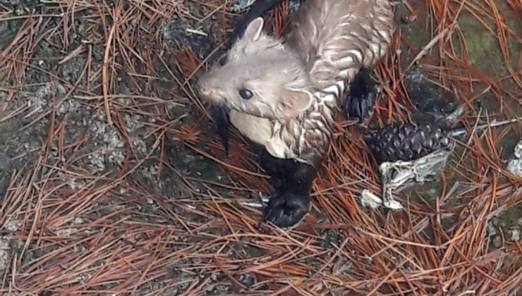 Sulama havuzunda mahsur kalan sansar, kurtarıldı