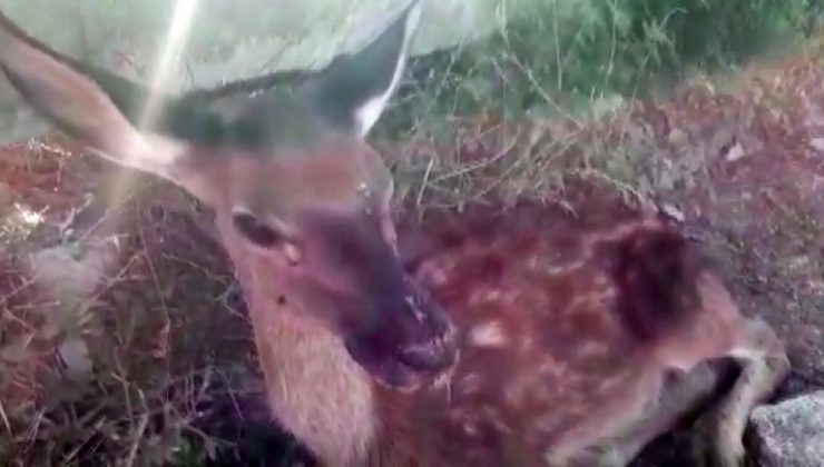 Susuzluktan ölmek üzere olan yavru geyik hayata döndürüldü