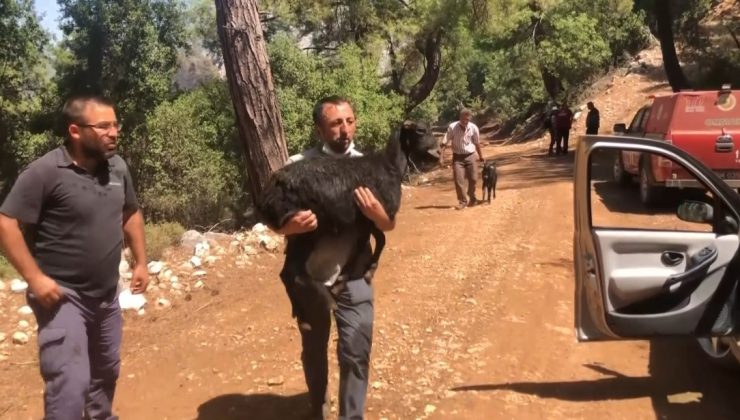 Sütçüler’deki yangında alevler arasından kurtarılan 3 keçi tedavi edildi