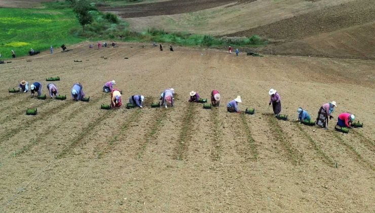 Tarım teşviklerinden 160 kadın faydalandı