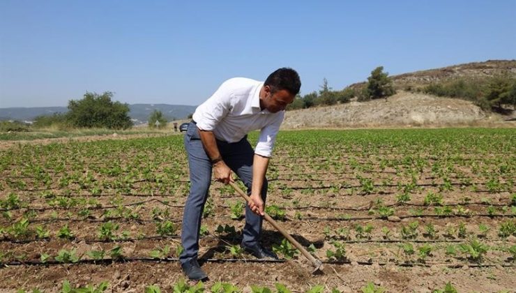 Tarım ve Orman Müdürü Yoldaş, işçilerle çapa yaptı