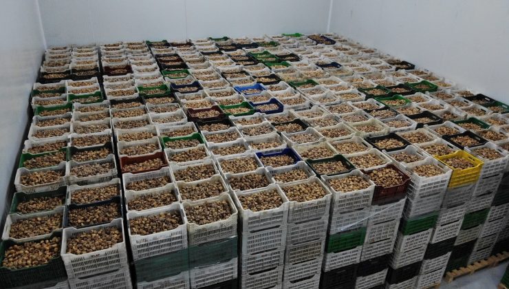 TARİŞ kuru incir fiyatları belli oldu