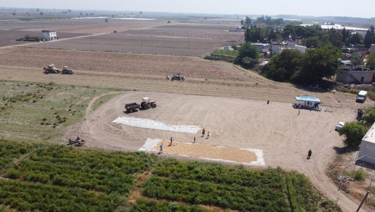 Tarsus’ta hasat şöleni sürüyor