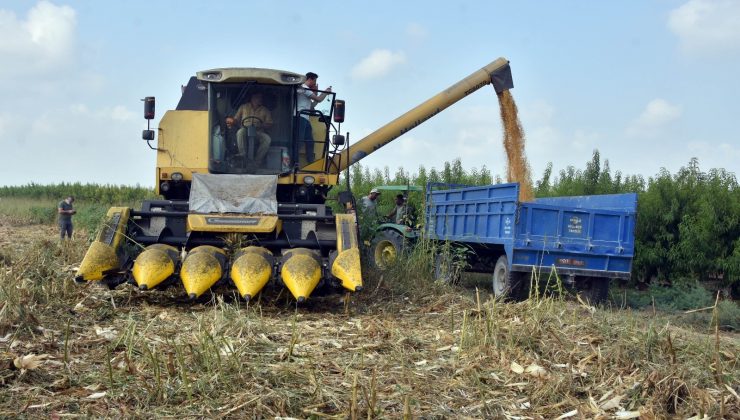 Tarsus’ta mısır hasadı yapıldı