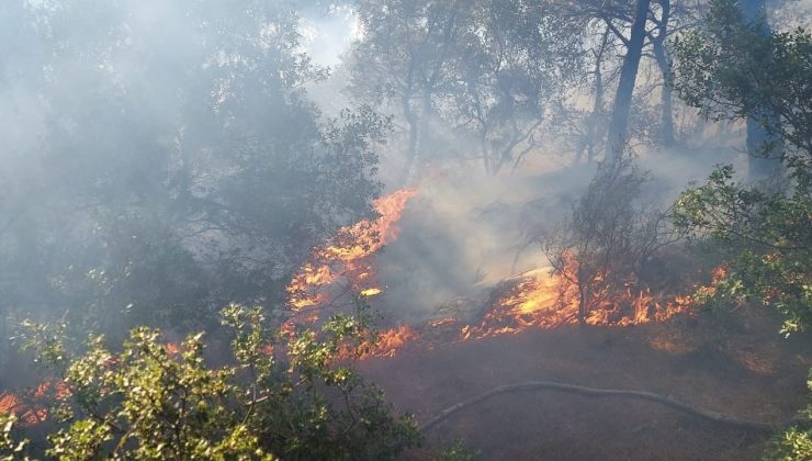Tavaklı’da 2 haftada 5’inci orman yangını