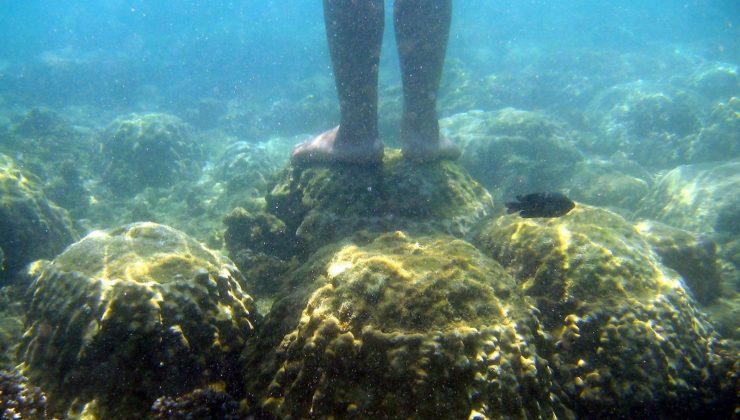 Tayland’dan mercanlara zarar veren kimyasal içerikli güneş kremlerine yasak