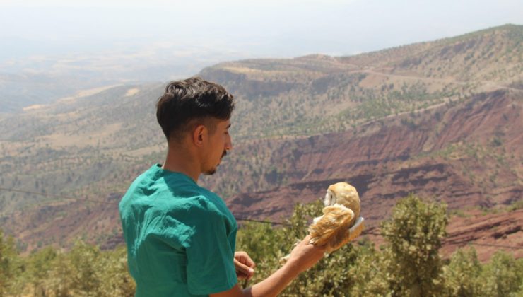 Tedavileri tamamlanan 5 şahin, 2 baykuş doğaya bırakıldı