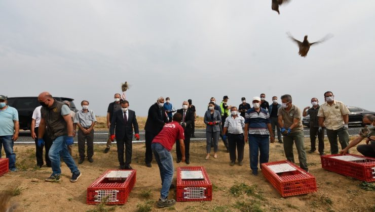 Tekirdağ’da ormanlara 400 keklik salındı