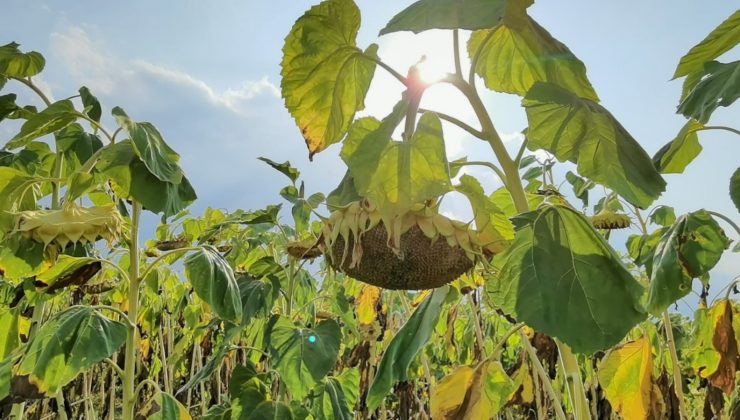 Tescilli ay çekirdeği hasadı başladı
