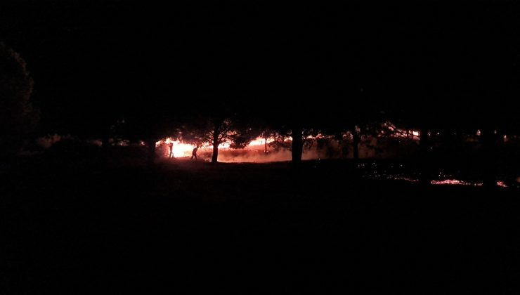 Tire’de çıkan orman yangını kısa sürede söndürüldü