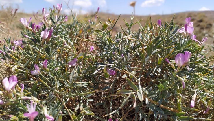Toprağın son bekçileri: Gevenler