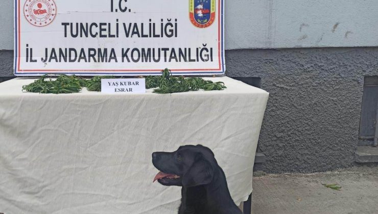 Tunceli’de uyuşturucu operasyonu
