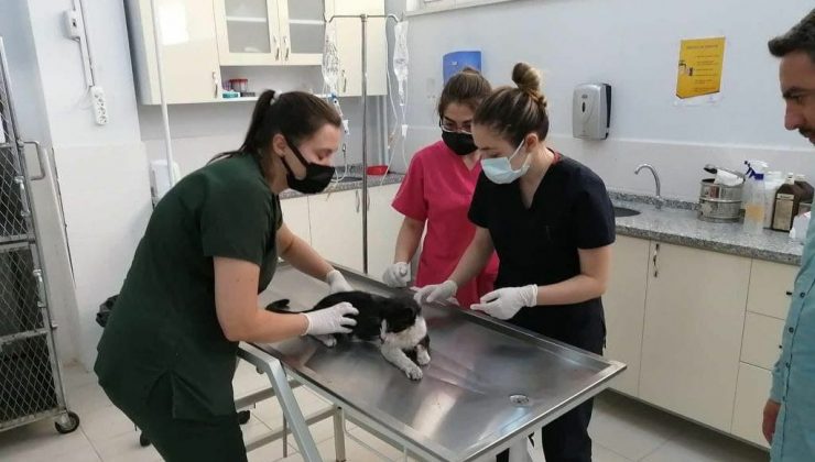 Turistlerin bulduğu yaralı kedi tedavisinin ardından Almanya’ya gönderildi