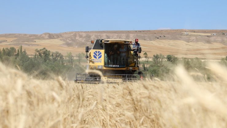 Türkiye’nin buğday ambarında hasat başladı